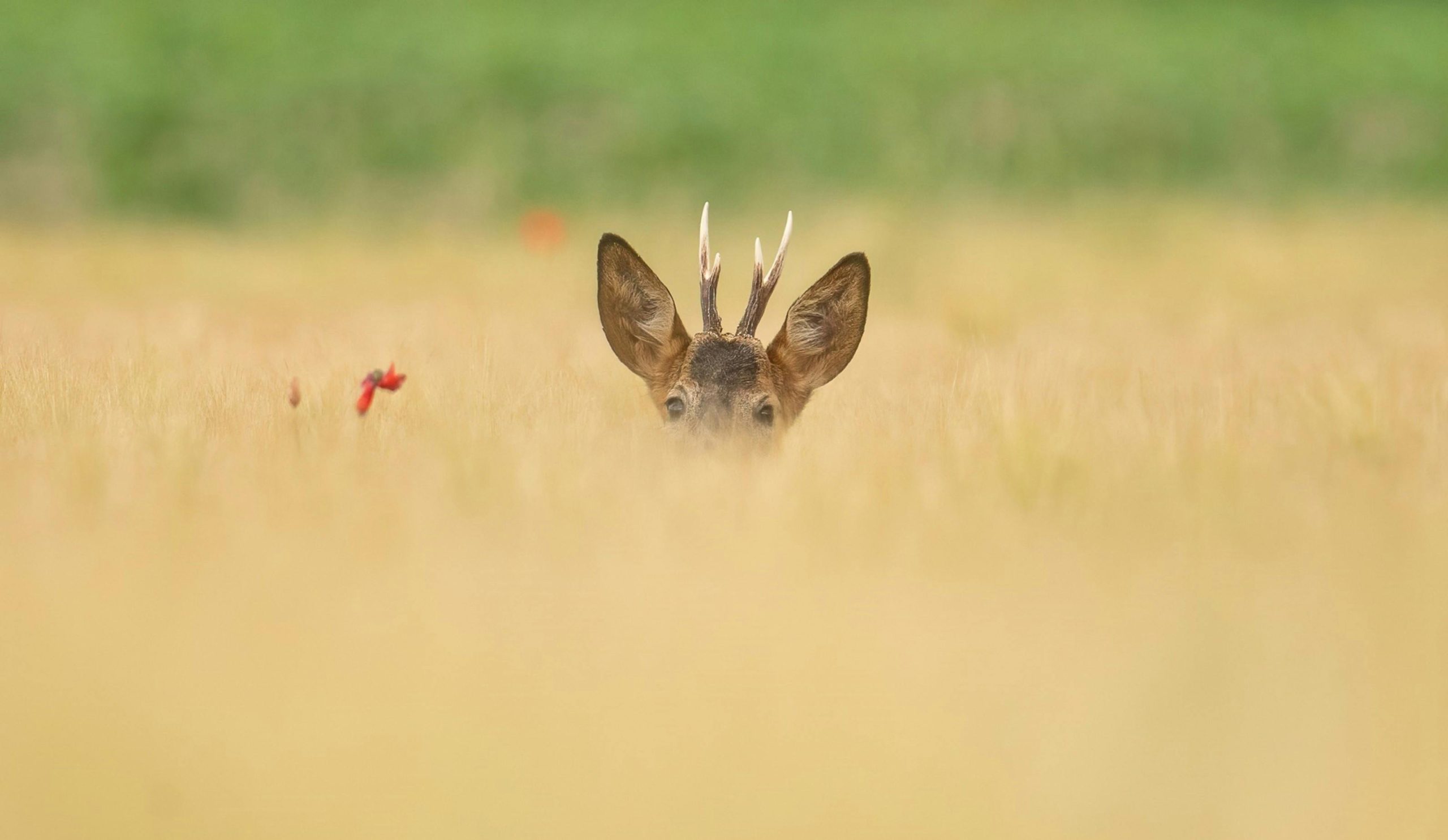 Détection thermique de la faune par drone
